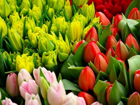 tulipanmezo.jpg